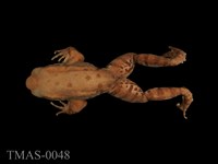 藏品(拉都希氏蛙)的圖片